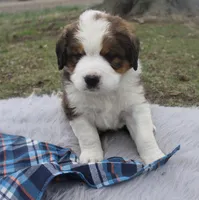Leo, a male Bernese Mountain Dog and Saint Bernard for sale in Xenia, IL – Photo 2 of 7
