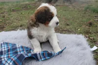 Leo, a male Bernese Mountain Dog and Saint Bernard for sale in Xenia, IL – Photo 5 of 7
