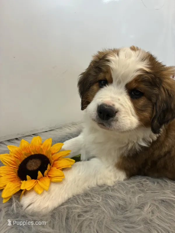 Leo – Bernese Mountain Dog, Saint Bernard puppy for sale in Xenia, IL