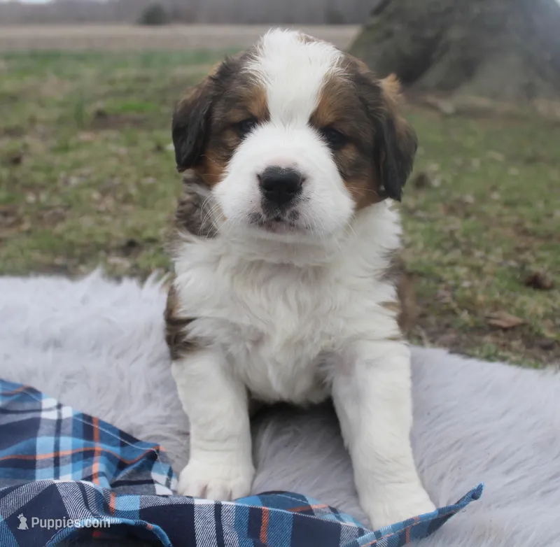 Leo – Bernese Mountain Dog, Saint Bernard puppy for sale in Xenia, IL