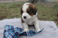 Leo, a male Bernese Mountain Dog and Saint Bernard for sale in Xenia, IL – Photo 4 of 7