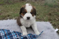 Leo, a male Bernese Mountain Dog and Saint Bernard for sale in Xenia, IL – Photo 3 of 7