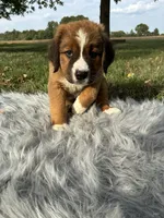 Maggie, a female Bernese Mountain Dog and Saint Bernard for sale in Xenia, IL – 6 of 10