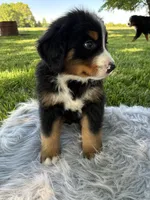 Bruno, a male Bernese Mountain Dog for sale in Xenia, IL – Photo 2 of 6