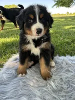 Bruno, a male Bernese Mountain Dog for sale in Xenia, IL – Photo 3 of 6