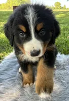 Bruno, a male Bernese Mountain Dog for sale in Xenia, IL – Photo 4 of 6