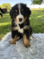 Bruno, a male Bernese Mountain Dog for sale in Xenia, IL – Photo 5 of 6