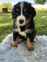 Bruno, a male Bernese Mountain Dog for sale in Xenia, IL – Photo 1 of 6