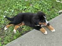 Jasmine, a female Bernese Mountain Dog for sale in Xenia, IL – 3 of 7