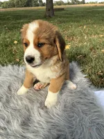 Molly, a female Bernese Mountain Dog and Saint Bernard for sale in Xenia, IL – 6 of 10