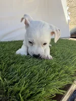 Girl #3, a female Chihuahua and Shih Tzu for sale in Rosemead, CA – 3 of 3