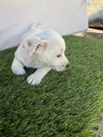 Girl #3, a female Chihuahua and Shih Tzu for sale in Rosemead, CA – 1 of 3