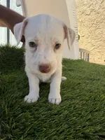 Girl #2, a female Chihuahua and Shih Tzu for sale in Rosemead, CA – 3 of 3