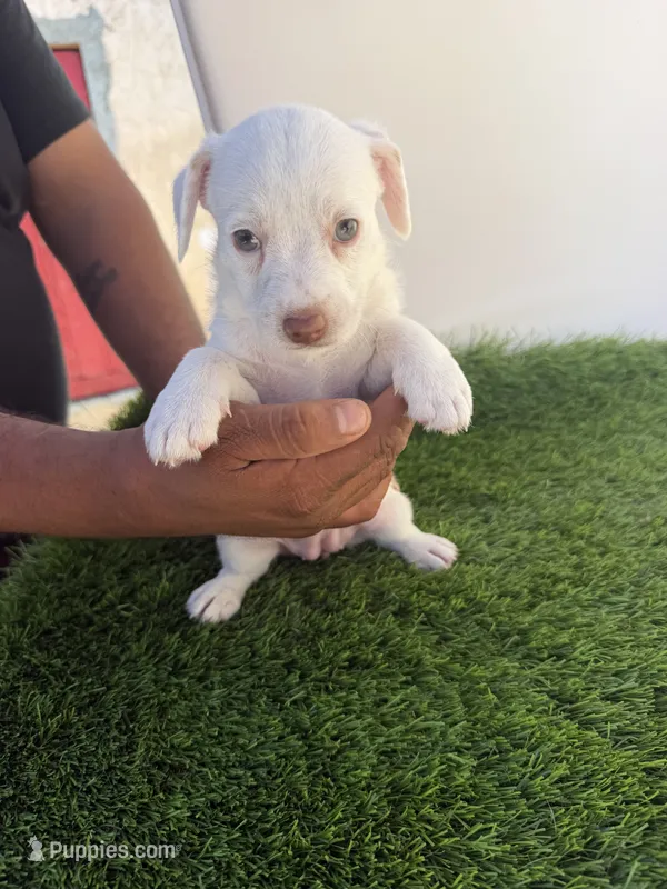 Girl #2 – Chihuahua, Shih Tzu puppy for sale in Rosemead, CA