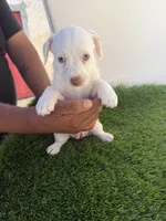 Girl #2, a female Chihuahua and Shih Tzu for sale in Rosemead, CA – 1 of 3
