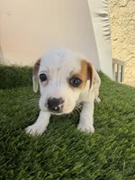 Girl #4, a female Chihuahua and Shih Tzu for sale in Rosemead, CA – 2 of 3