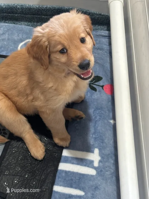 Girl 4 – English Cream Golden Retriever puppy for sale in Rosemead, CA