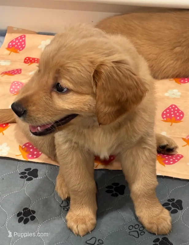 Girl 3 – English Cream Golden Retriever puppy for sale in Rosemead, CA
