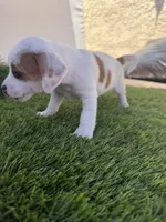 Girl #4, a female Chihuahua and Shih Tzu for sale in Rosemead, CA – 3 of 3