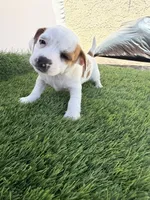 Girl #4, a female Chihuahua and Shih Tzu for sale in Rosemead, CA – 1 of 3