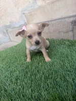 Chihuahua #1, a female Chihuahua for sale in Rosemead, CA – Photo 2 of 4