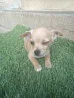 Chihuahua #1, a female Chihuahua for sale in Rosemead, CA – Photo 3 of 4