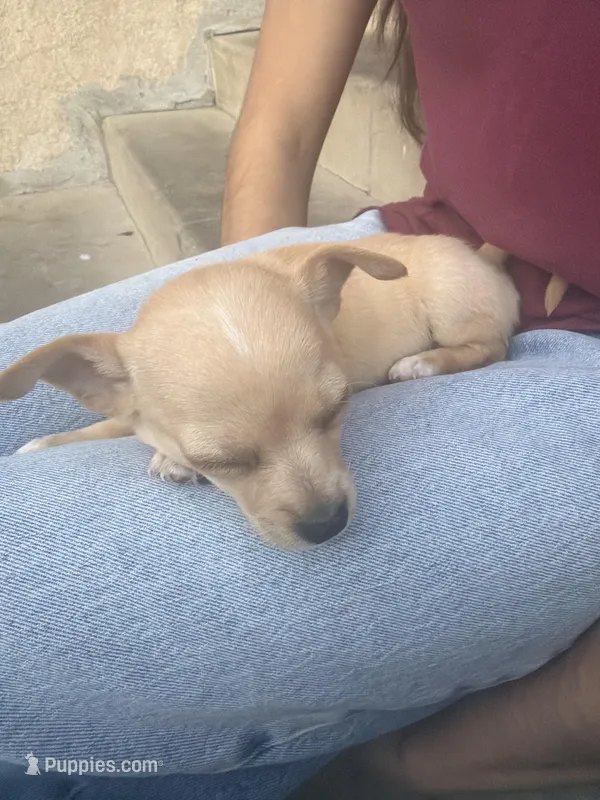 Chihuahua #1 – Chihuahua puppy for sale in Rosemead, CA