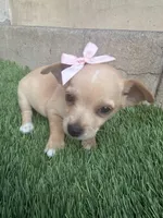 Chihuahua #1, a female Chihuahua for sale in Rosemead, CA – Photo 4 of 4