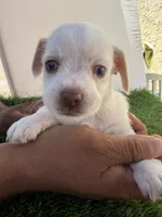 Girl #1, a female Chihuahua and Shih Tzu for sale in Rosemead, CA – 3 of 3