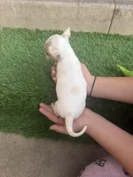 Chihuahua #2, a female Chihuahua for sale in Rosemead, CA – Photo 4 of 4