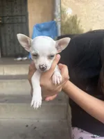 Chihuahua #2, a female Chihuahua for sale in Rosemead, CA – Photo 1 of 4