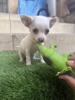 Chihuahua #2, a female Chihuahua for sale in Rosemead, CA – Photo 3 of 4