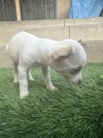 Chihuahua #2, a female Chihuahua for sale in Rosemead, CA – Photo 2 of 4