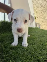Girl #2, a female Chihuahua and Shih Tzu for sale in Rosemead, CA – 2 of 3