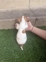 Chihuahua #3, a male Chihuahua for sale in Rosemead, CA – Photo 2 of 4