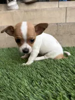 Chihuahua #3, a male Chihuahua for sale in Rosemead, CA – Photo 4 of 4