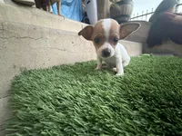 Chihuahua #3, a male Chihuahua for sale in Rosemead, CA – Photo 3 of 4