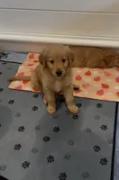 Girl 3, a female English Cream Golden Retriever for sale in Rosemead, CA – 2 of 2