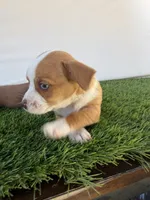 Boy, a male Chihuahua and Shih Tzu for sale in Rosemead, CA – 2 of 3