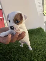Girl #5, a female Chihuahua and Shih Tzu for sale in Rosemead, CA – 2 of 3