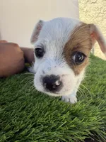 Girl #5, a female Chihuahua and Shih Tzu for sale in Rosemead, CA – 3 of 3
