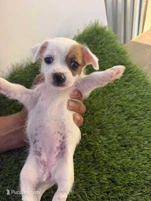 Girl #5 – Chihuahua, Shih Tzu puppy for sale in Rosemead, CA