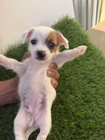 Girl #5, a female Chihuahua and Shih Tzu for sale in Rosemead, CA – 1 of 3