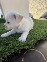 Girl #1, a female Chihuahua and Shih Tzu for sale in Rosemead, CA – 2 of 3