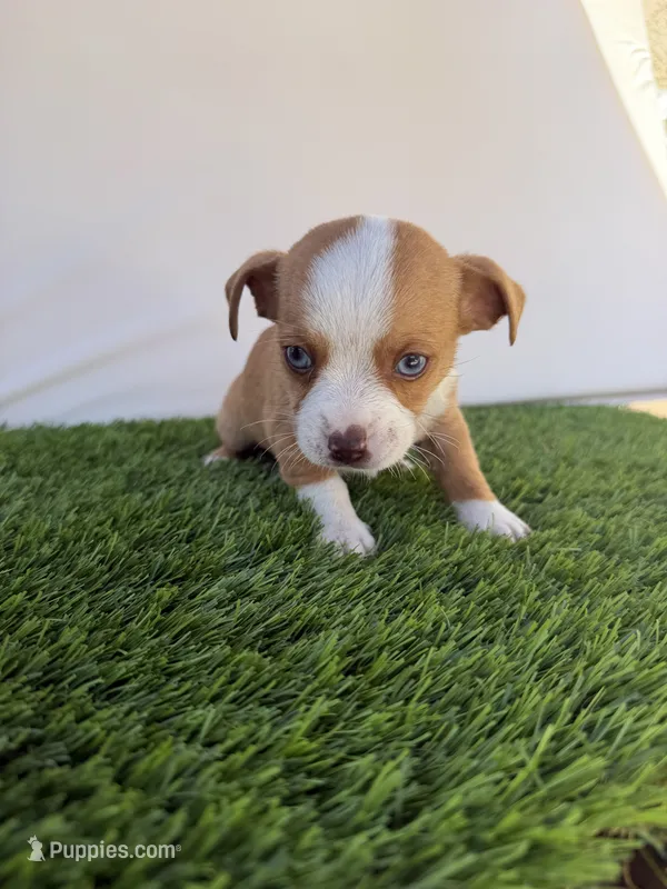 Boy – Chihuahua, Shih Tzu puppy for sale in Rosemead, CA
