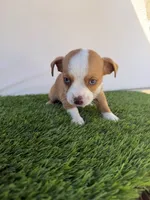 Boy, a male Chihuahua and Shih Tzu for sale in Rosemead, CA – 1 of 3