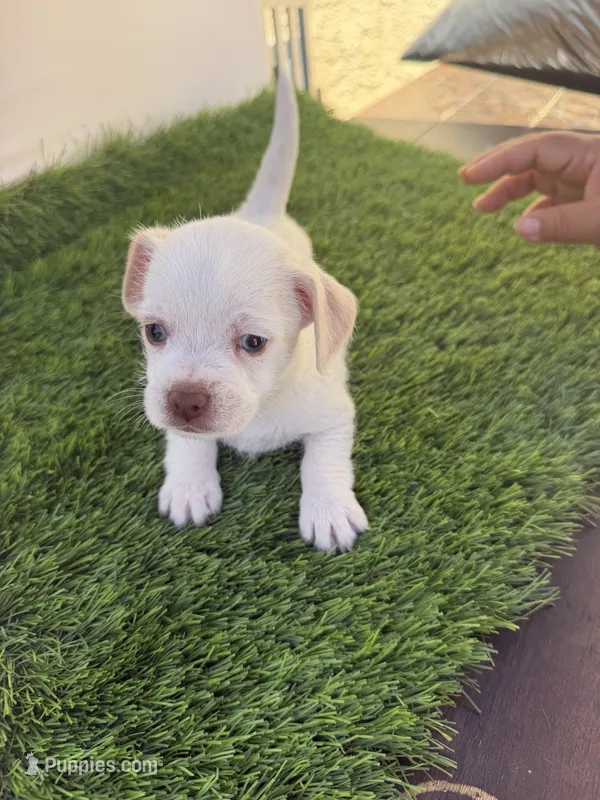 Girl #1 – Chihuahua, Shih Tzu puppy for sale in Rosemead, CA