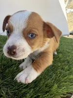 Boy, a male Chihuahua and Shih Tzu for sale in Rosemead, CA – 3 of 3