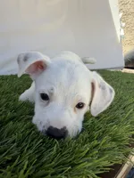 Girl #3, a female Chihuahua and Shih Tzu for sale in Rosemead, CA – 2 of 3