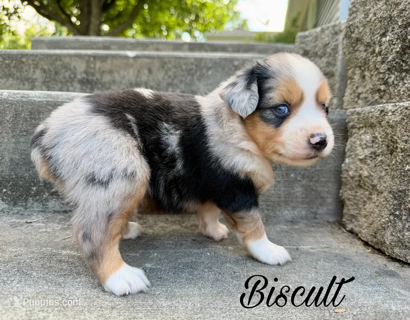 Biscult – Miniature Australian Shepherd puppy for sale in Sandy Hook, KY